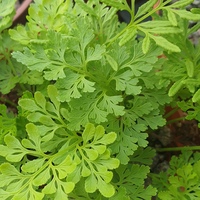 Cystopteris fragilis